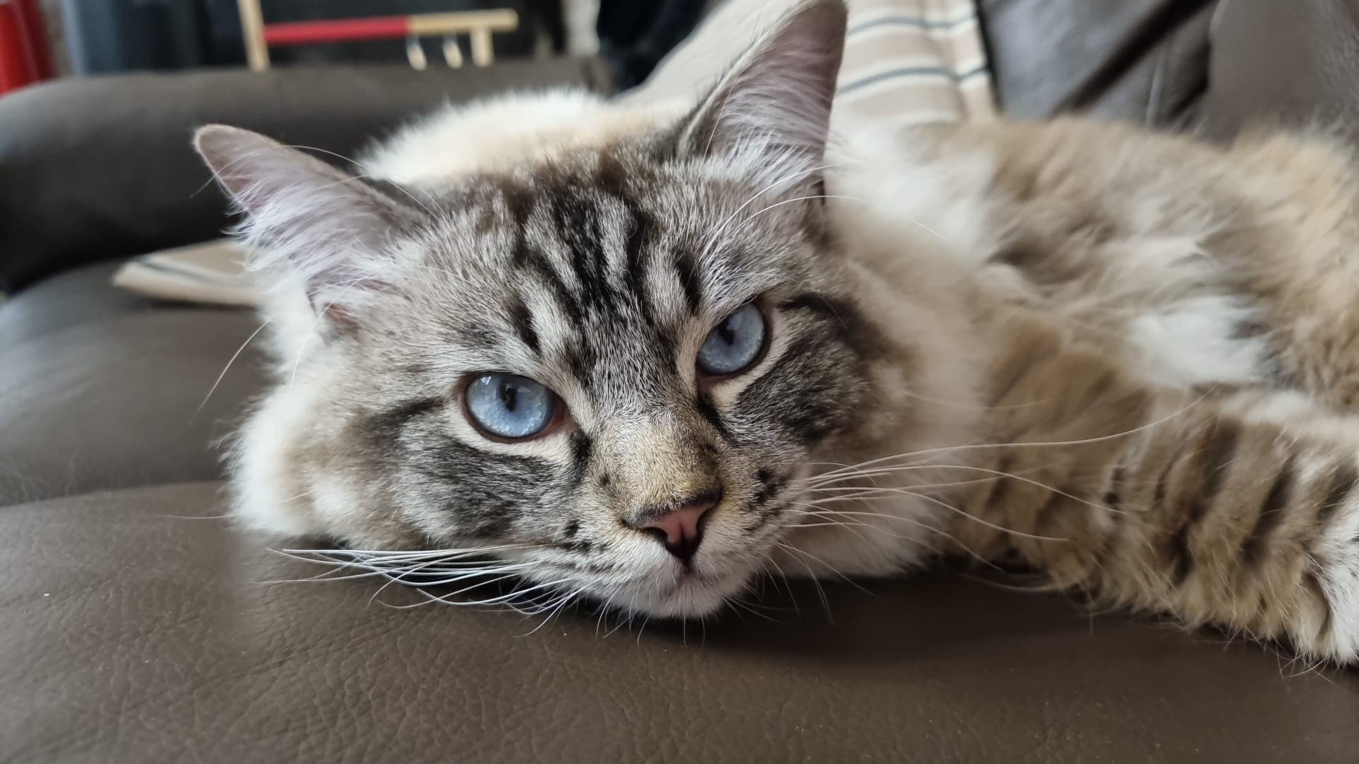 Ragdoll dagli occhi azzurri disteso sul divano