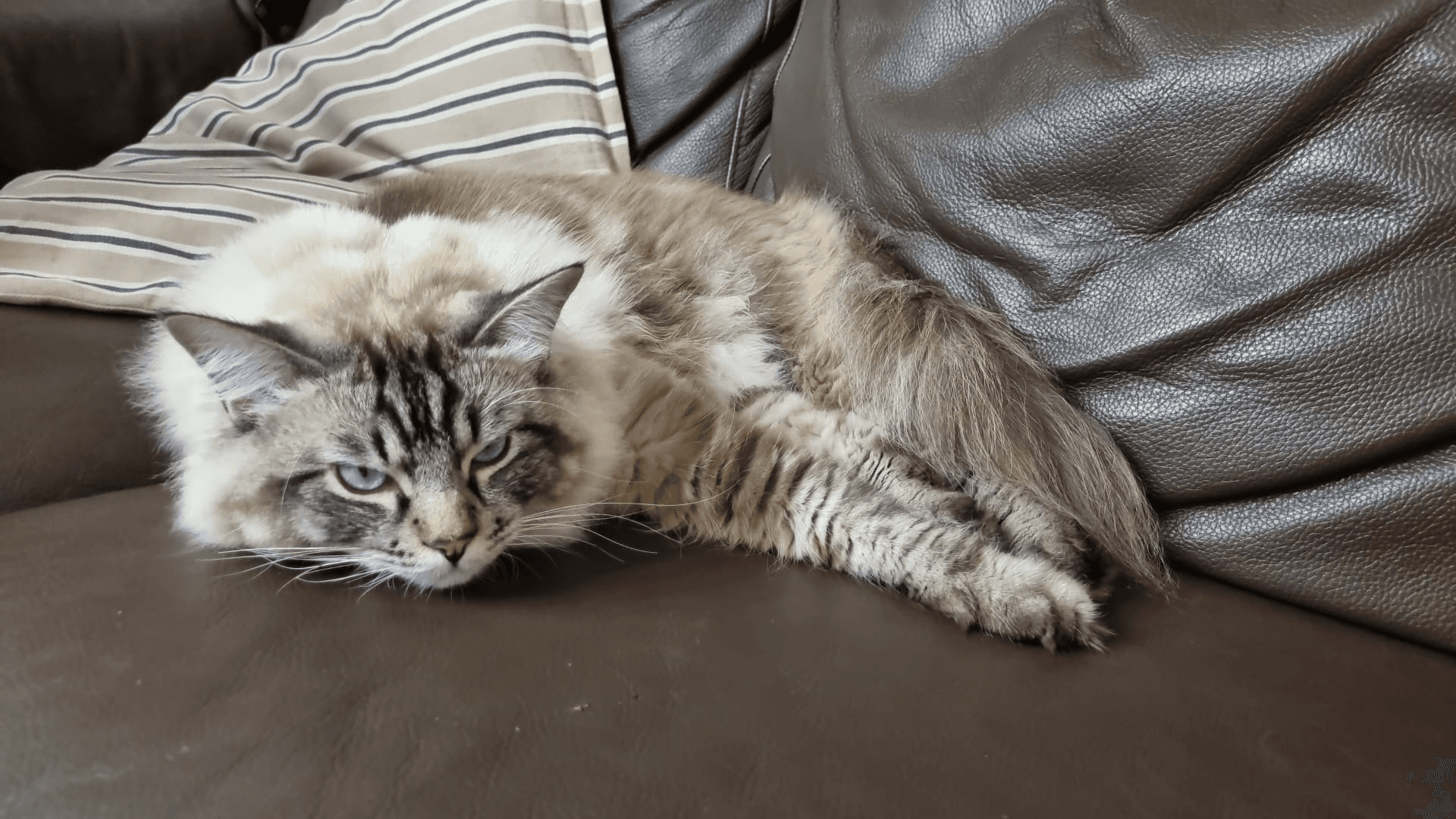 Ragdoll rilassato sul divano